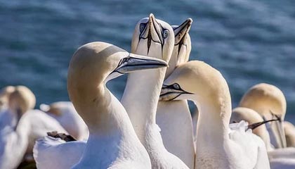 赖特博得比赛MVP，帮助美国男篮晋级决赛