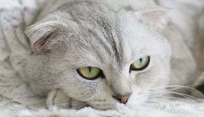 国内足球联赛中多场比赛竞争激烈：激情、故事与机遇并存