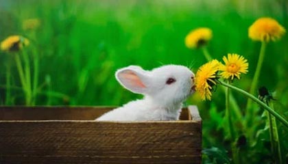 足球运动风靡，球迷热情高涨